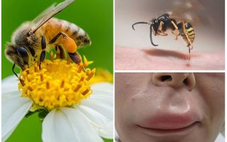 จะทำอย่างไรถ้าผึ้งกัดในริมฝีปาก