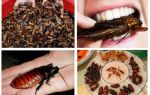 แมลงสาบในธรรมชาติคืออะไร?