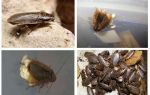 แมลงสาบหินอ่อน: กินอะไรและทำอย่างไร