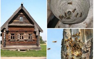 วิธีการได้รับผึ้งออกจากบ้านไม้และสถานที่อื่น ๆ