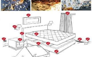 วิธีการจัดการกับ bedbugs ในอพาร์ทเม้น