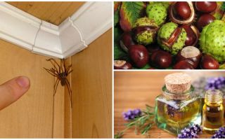 วิธีการและเครื่องมือสำหรับแมงมุมในอพาร์ตเมนต์หรือบ้านส่วนตัว