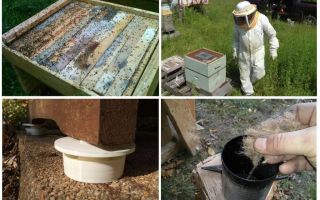 วิธีการกำจัดมดในการเยียวยาพื้นบ้านของผึ้ง