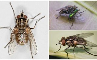คำอธิบายและภาพถ่ายของแมลงวันบิน zhigalki