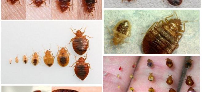 การป้องกันจาก bedbugs ที่บ้าน
