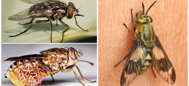 สายพันธุ์ของแมลงวันที่มีรูปถ่ายและคำอธิบาย