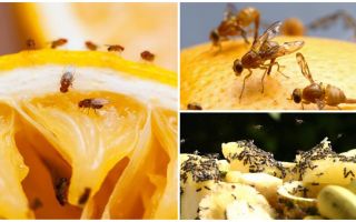 วิธีการกำจัดแมลงวันผลไม้ในร้านครัวและการเยียวยาพื้นบ้าน