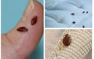 อะไรและวิธีการรักษาห้องจาก bedbugs