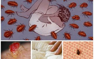 อะไรฝันของ bedbugs ในฝัน