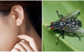 วิธีหาแมลงวันออกจากหูที่บ้าน