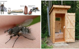วิธีการกำจัดแมลงวันในห้องน้ำบนถนน