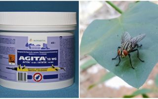การใช้ Agita จากแมลงวัน
