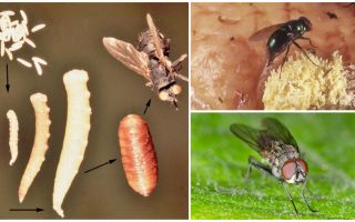 จะเกิดอะไรขึ้นถ้าคุณกินไข่หรือแมลงตัวอ่อน