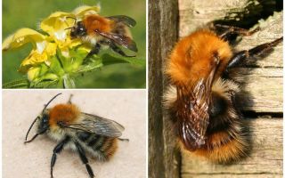 คำอธิบายและภาพถ่ายของผึ้ง