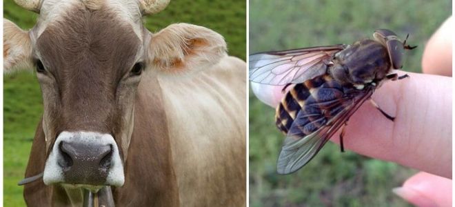 วิธีการรักษาวัวจาก gadflies และ gadflies ที่บ้าน