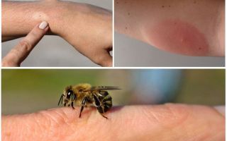 อาการแพ้ต่อผึ้งต่อยต้องทำอย่างไร