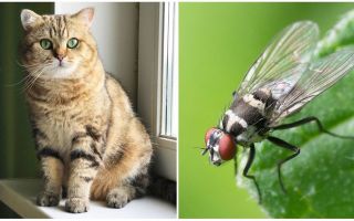 จะทำอย่างไรถ้าแมวหรือแมวกินแมลงวัน