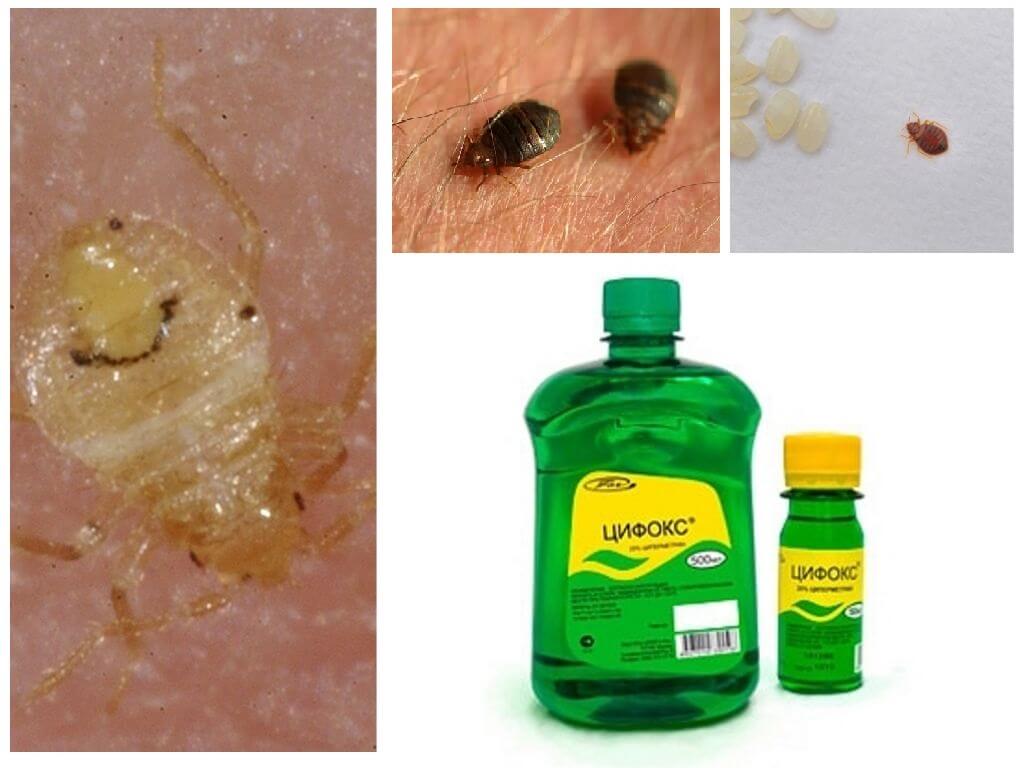 การรักษา Cyclox สำหรับ Bedbugs