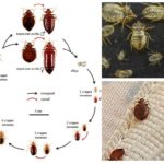 ขั้นตอนของการพัฒนา bedbugs