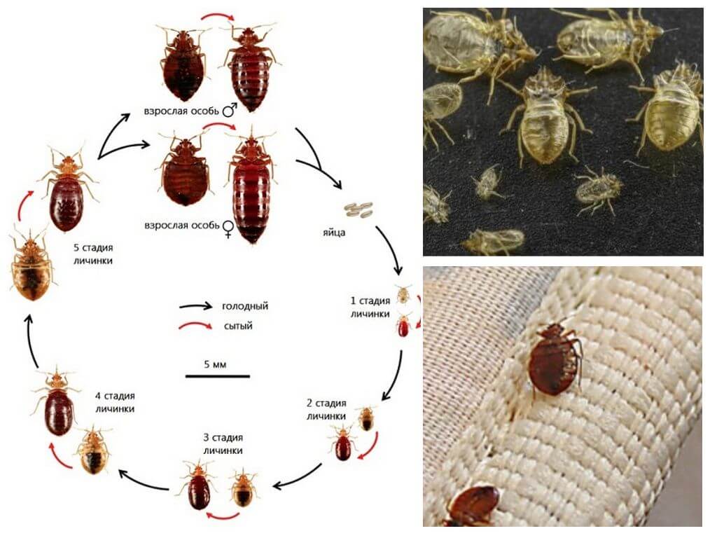 ขั้นตอนของการพัฒนา bedbugs