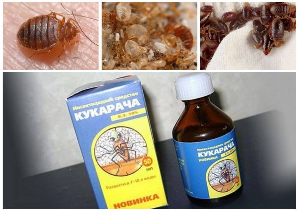ยา Cucaracha สำหรับ Bedbugs-1