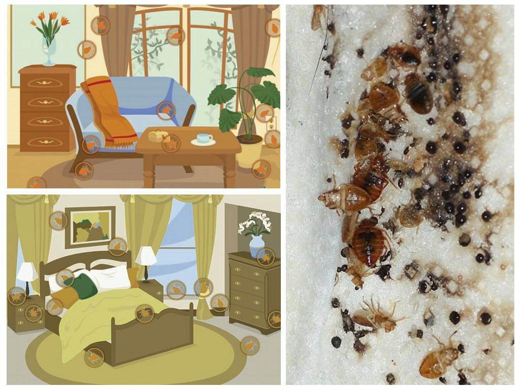 ที่อยู่อาศัยของ bedbugs ในบ้าน