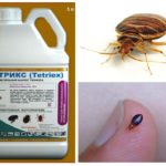 Tetriks จาก bedbugs
