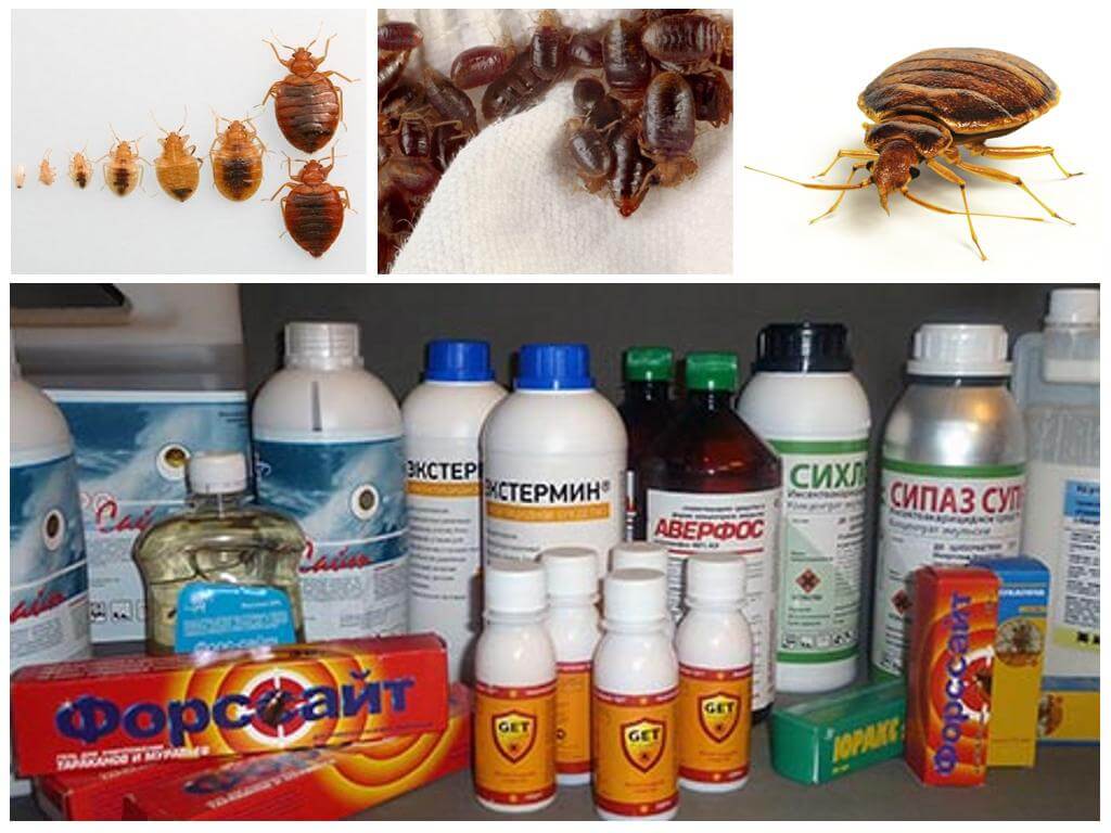 วิธีแก้ปัญหาสำหรับ bedbugs