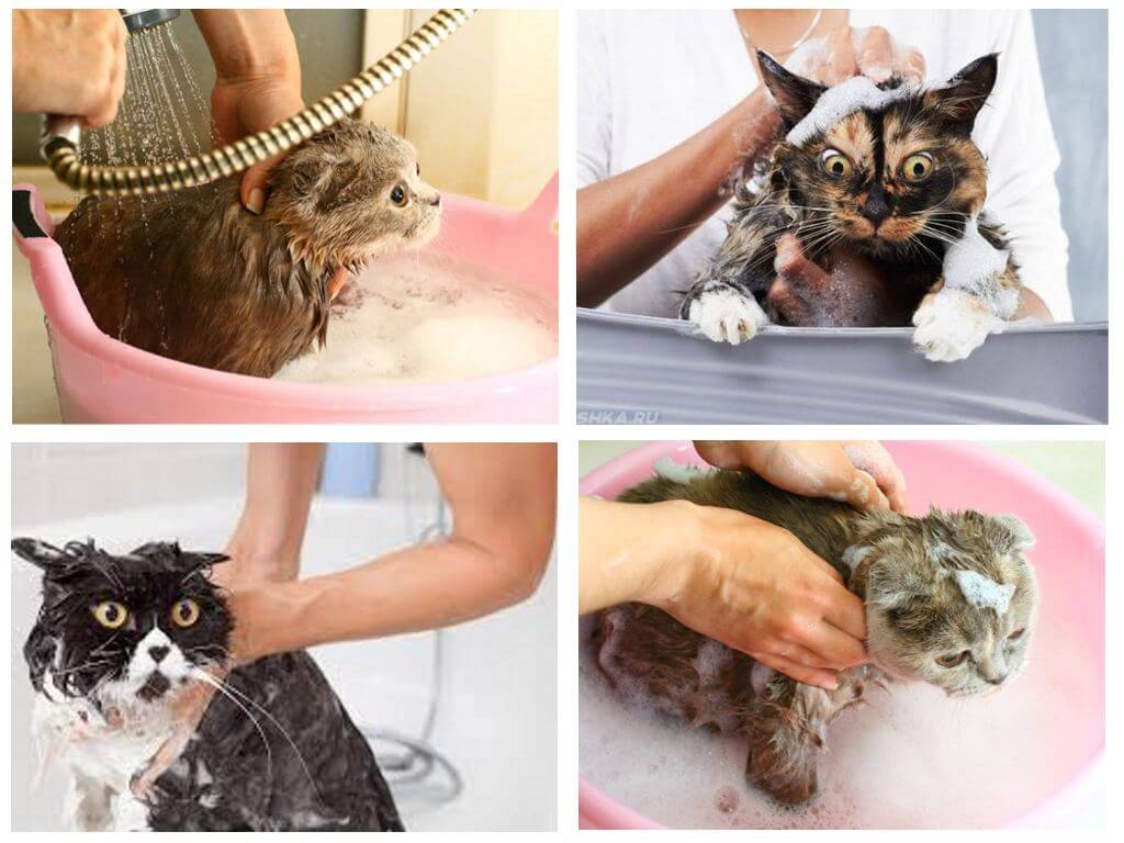 อาบน้ำแชมพูแมว