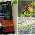 การใช้พืชผักปลอดสารพิษจากแมลงเต่าทองโคโลราโด