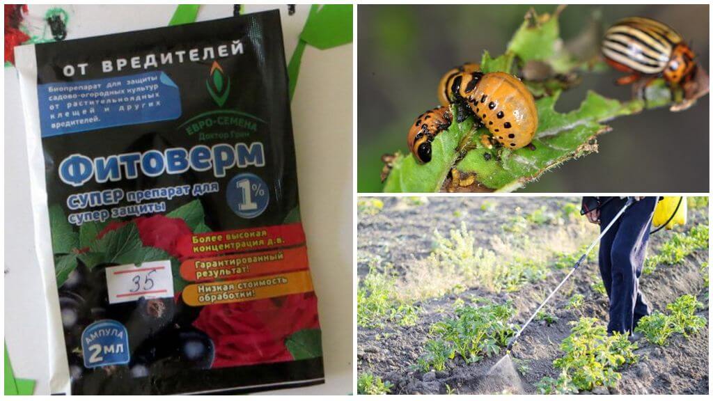 การใช้พืชผักปลอดสารพิษจากแมลงเต่าทองโคโลราโด