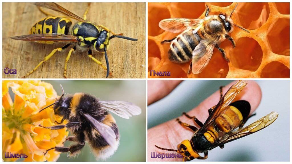 ความแตกต่างของผึ้ง, แตน, ตัวต่อ, ผึ้ง