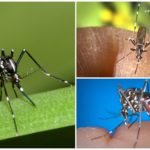 ตัวแทนของสายพันธุ์ Aedes (kusaki)
