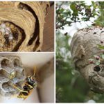 Wasps nests