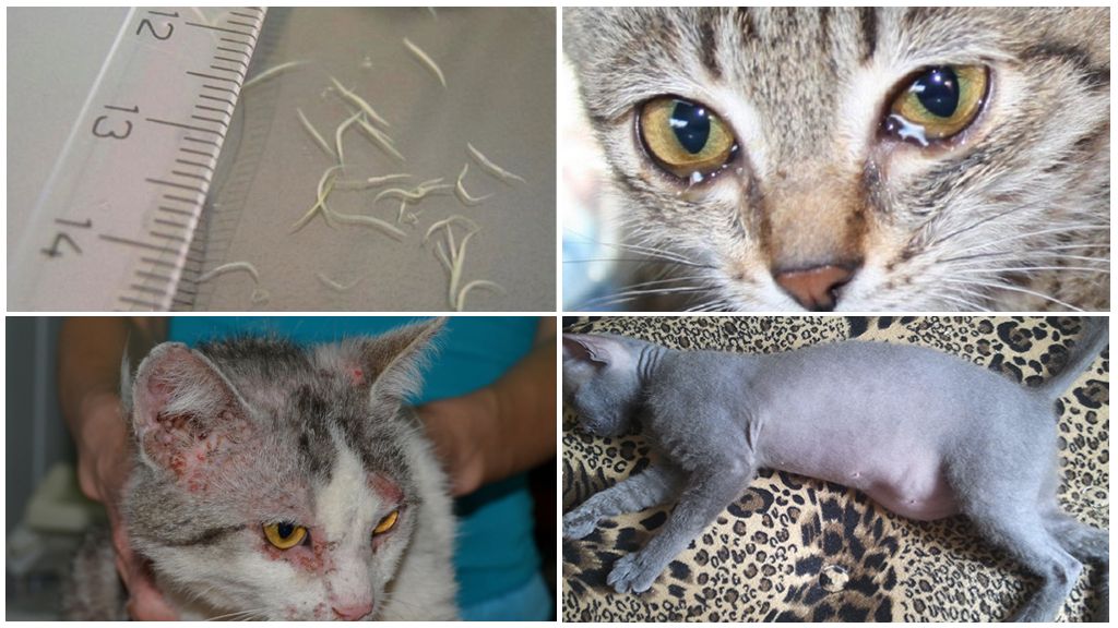 สัญญาณของโรค Ascariasis ในแมว